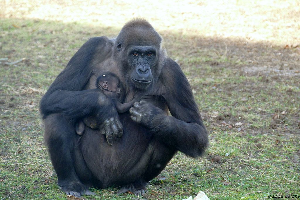 Flachlandgorilla TUANA mit Jungtier, geb. 11.1.18 (2 Wochen alt)