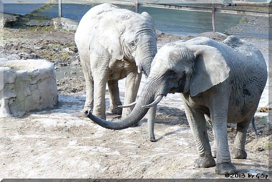 ARUBA und ZIMBA