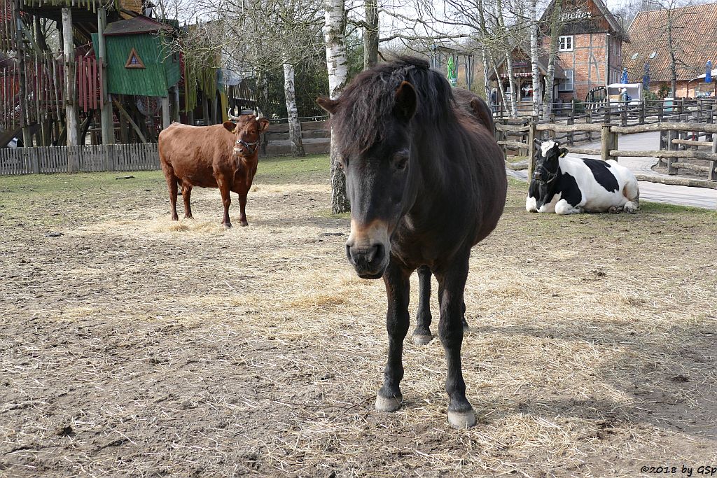 Exmoor-Pony, Altdeutsches Schwarzbuntes Niederungsrind