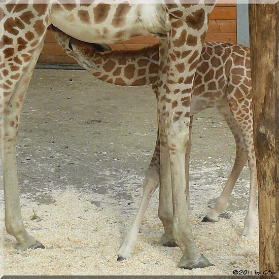 Rothschild-Giraffe