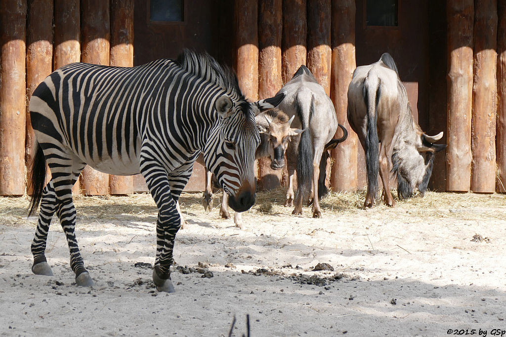 Hartmann-Bergzebra, Südliches Streifengnu