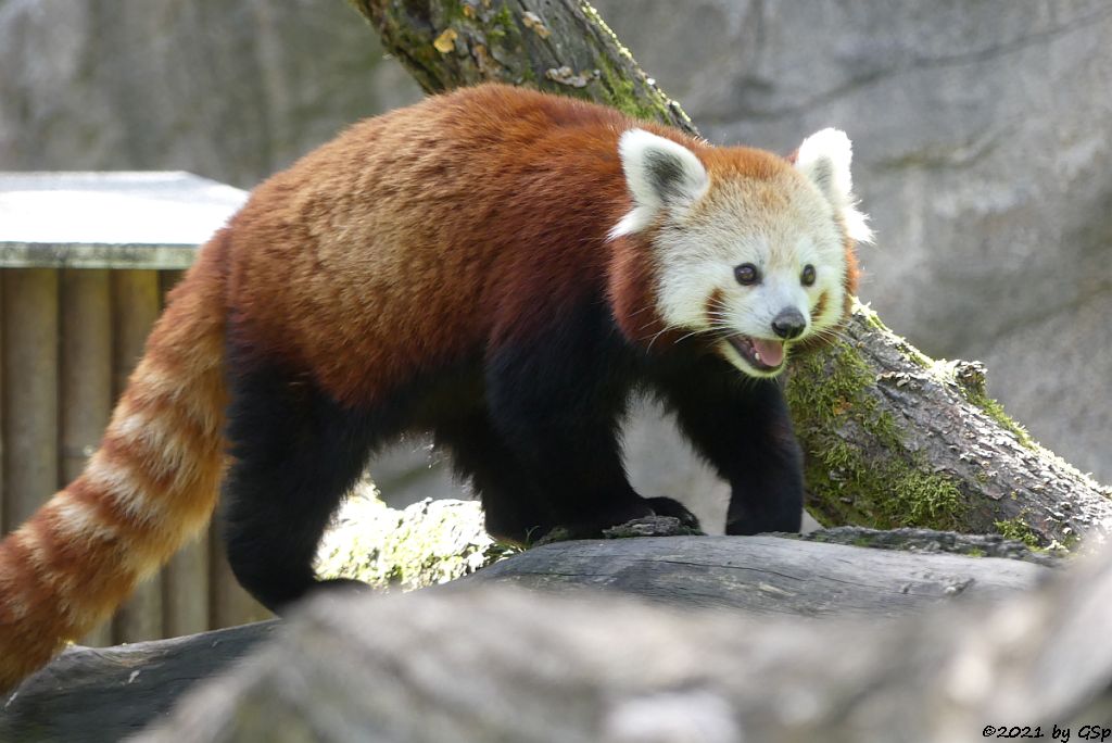 Westlicher Kleiner Panda (Westlicher Katzenbär, Nepalesischer Roter Panda)