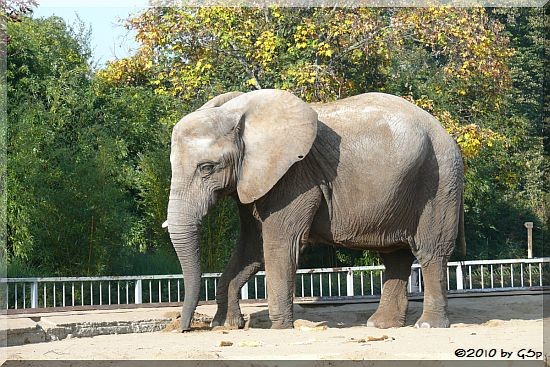 Afrikanischer Elefant MWANA