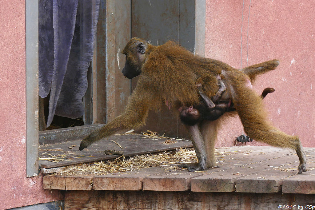 Sphinx-Pavian (Guinea-Pavian, Roter Pavian)