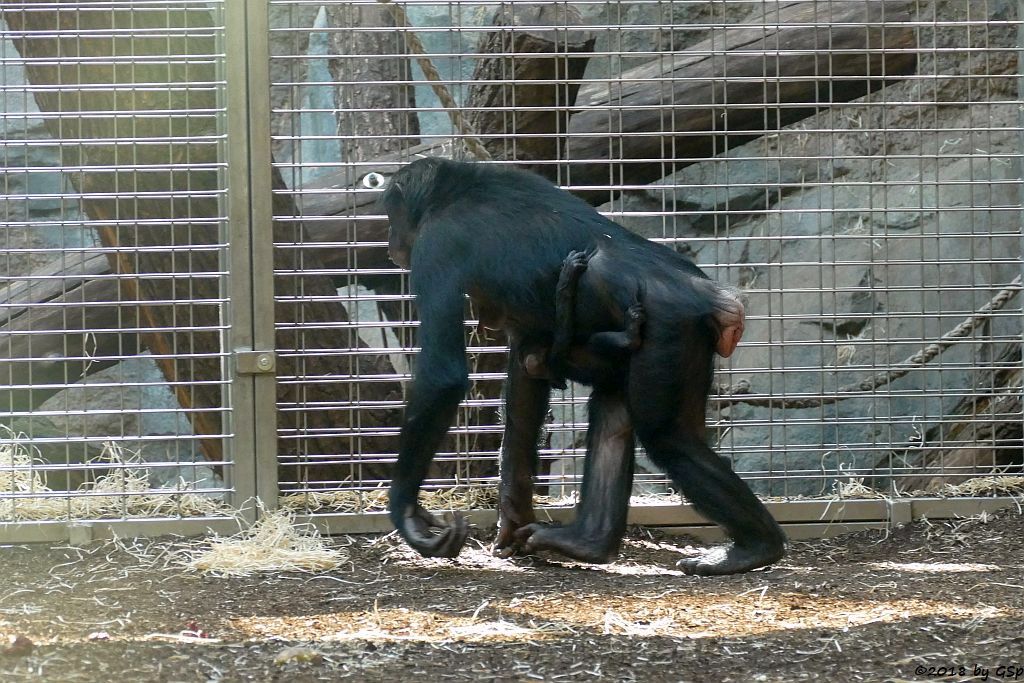 Bonobo (Zwergschimpanse)