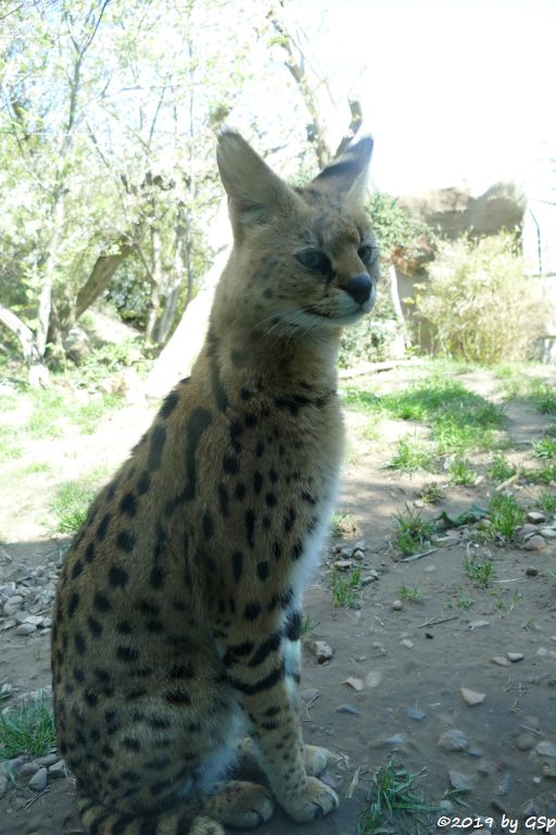 Serval