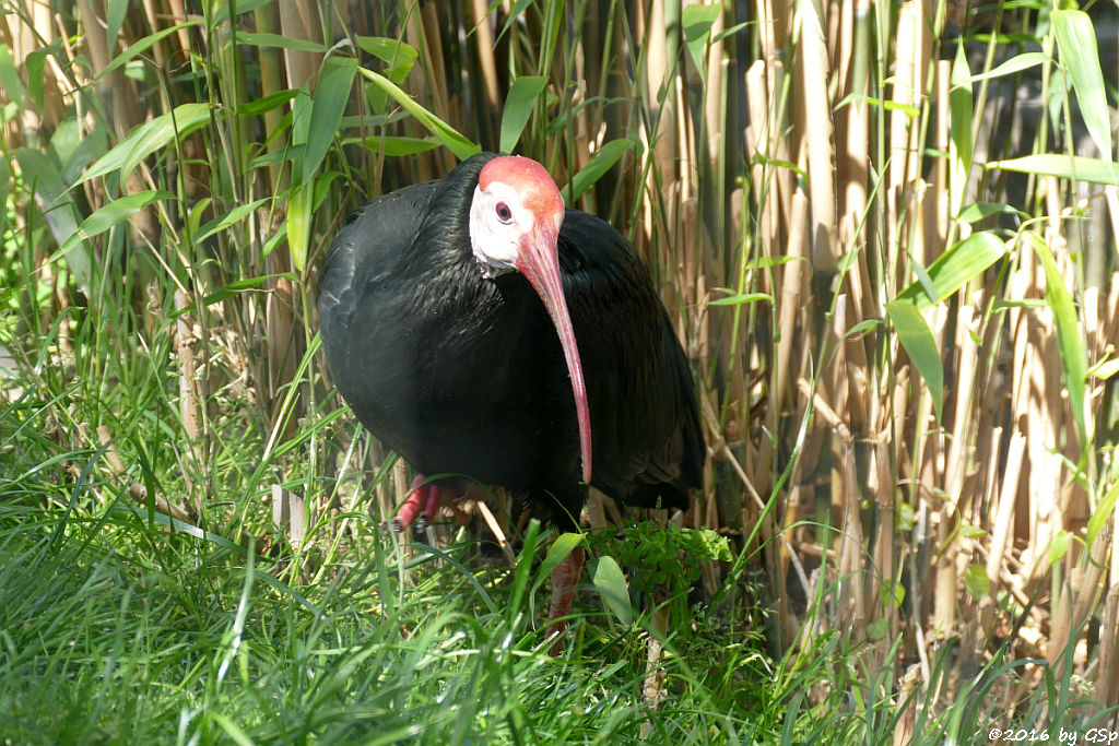 Glatzenkopfibis (Kahlkopfrapp, Glattnackenrapp, Glattnackenibis)