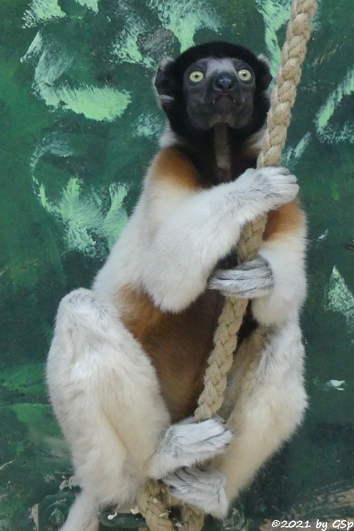 Kronensifaka