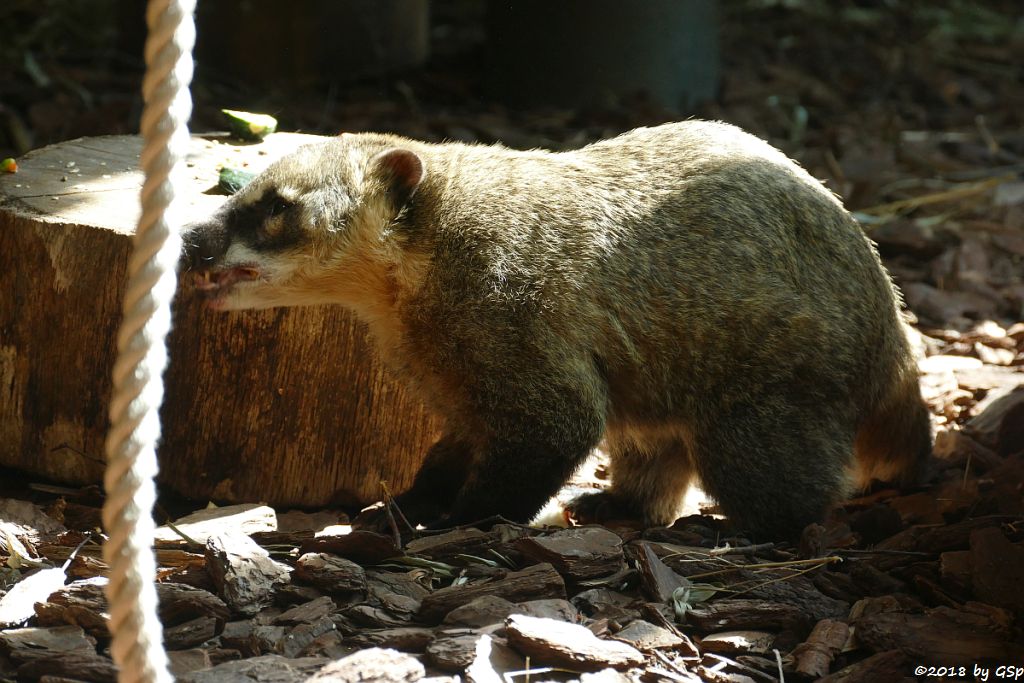 Roter Nasenbär (Gewöhnlicher Nasenbär, Südamerik. Nasenbär)
