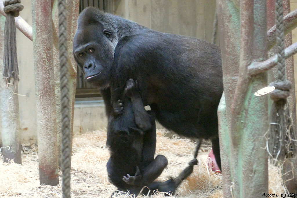 Flachlandgorilla