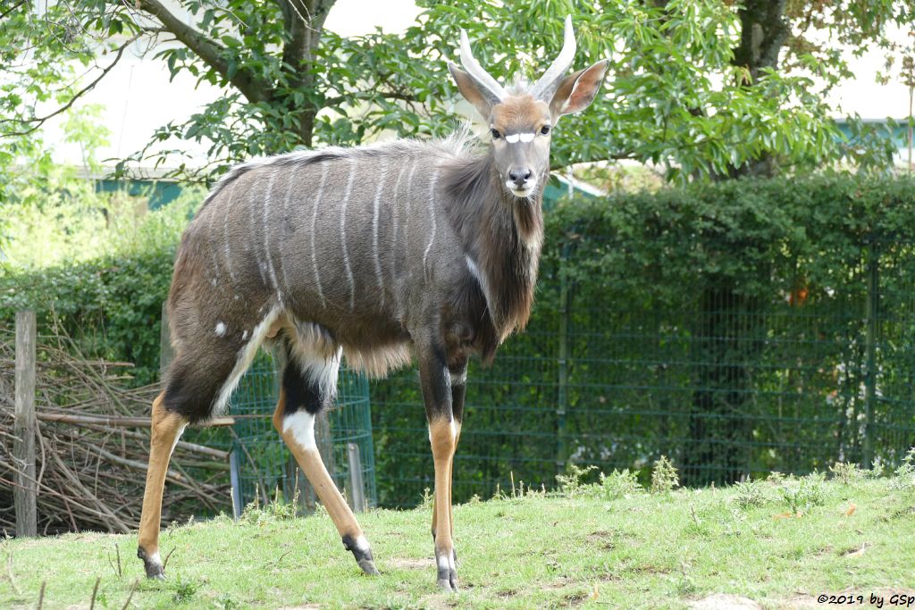 Nyala (Tieflandnyala, Flachlandnyala)