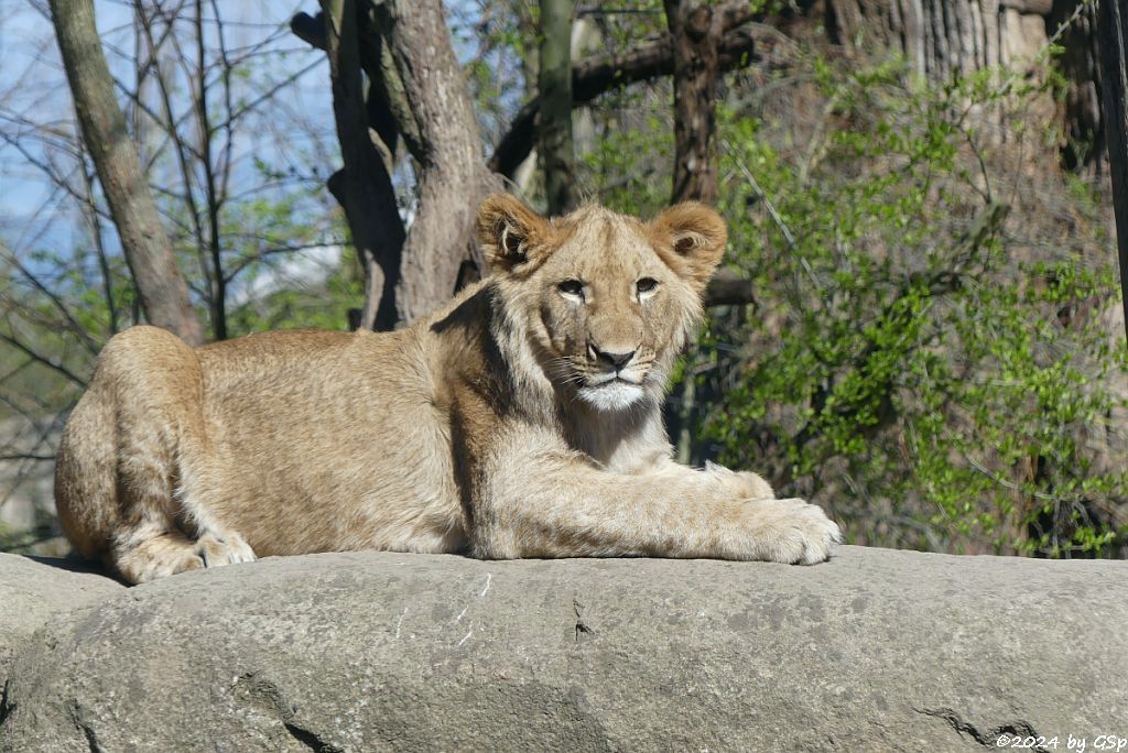 Kalahari-Löwe (Etoscha-Löwe, Wüstenlöwe)