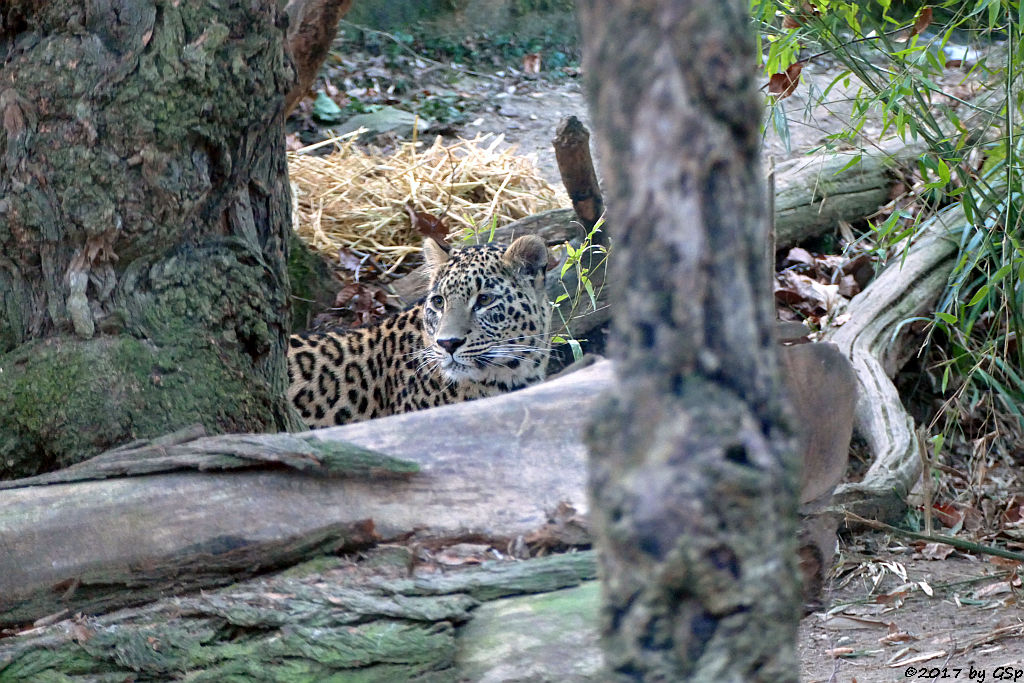 Nordpersischer Leopard (Afghanischer Leopard)