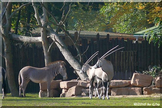 Grévy-Zebra, Südafrikanischer Spießbock