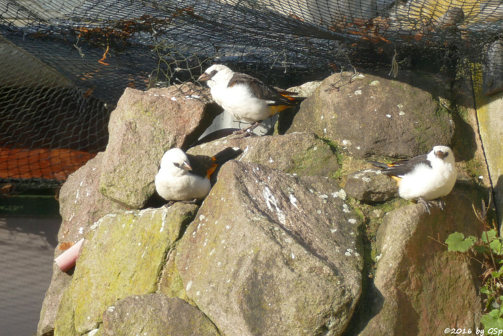 Böhms Starweber (Böhms Viehweber)