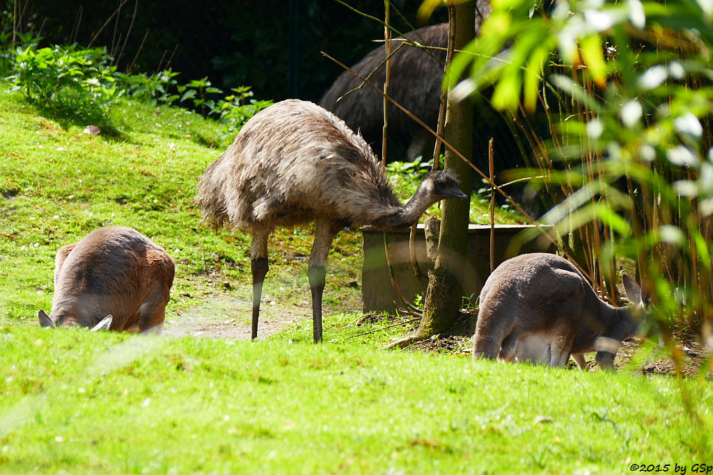 Rotes Riesenkänguru, Emu