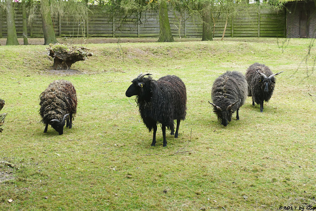 Ungarisches Zackelschaf