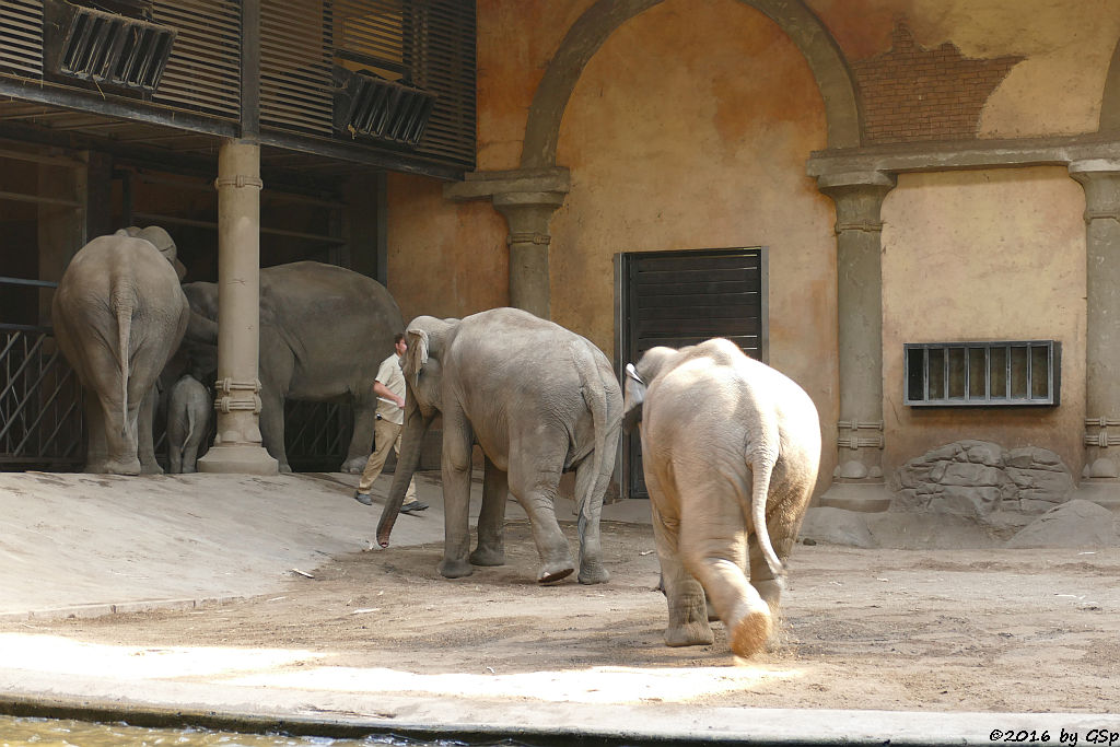 YASHODA, KANJA, KANDY, LAI SINH, ASSAM