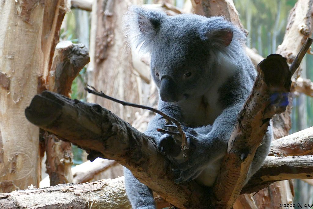 Queensland-Koala TINAROO