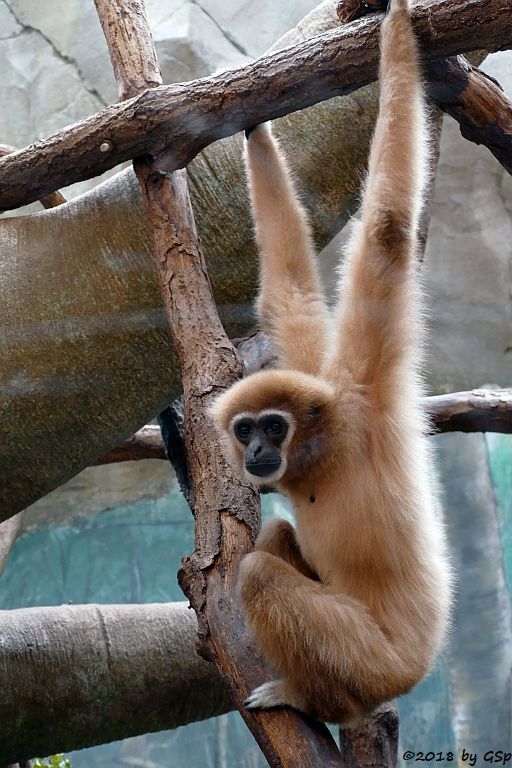 Weißhandgibbon