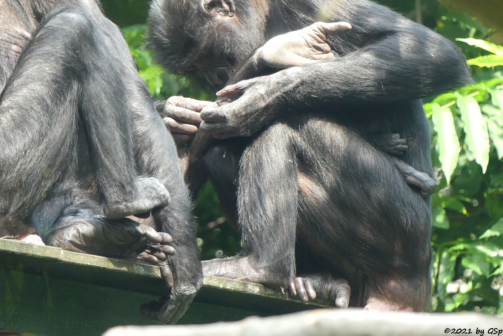 Bonobo (Zwergschimpanse), GEMENA mit Tochter KIJANI, geb. am 4.7.21