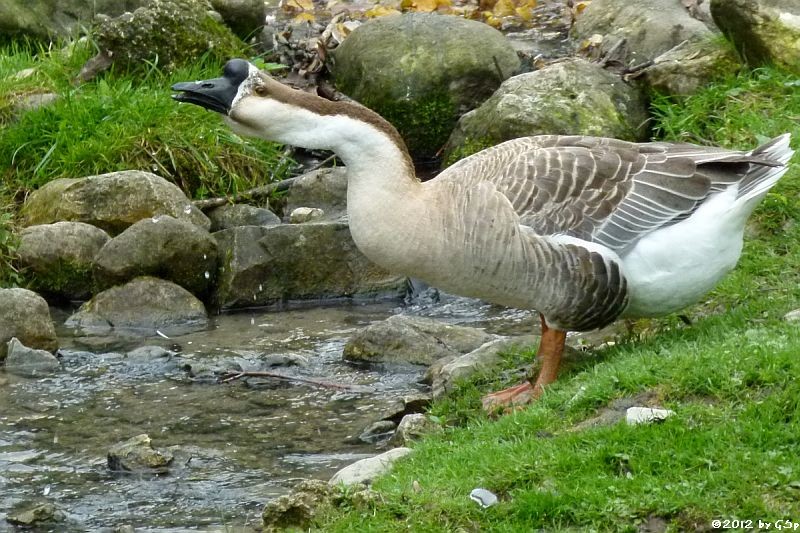 Höckergans