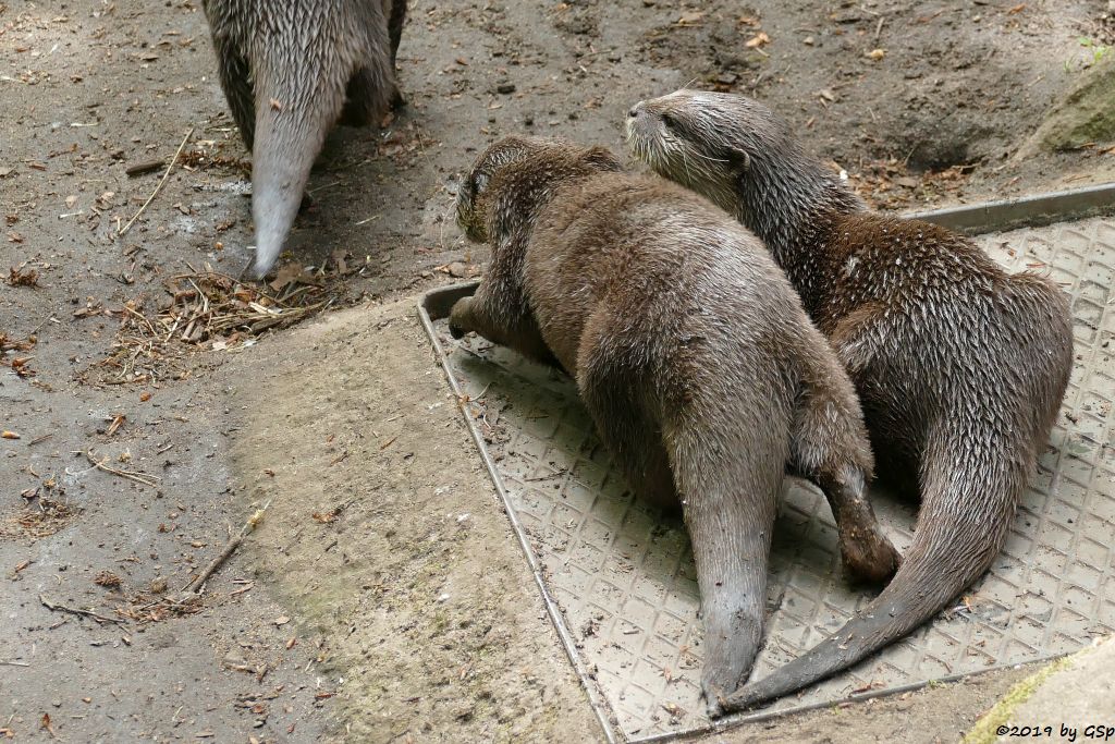 Zwergotter (Kurzkrallenotter)