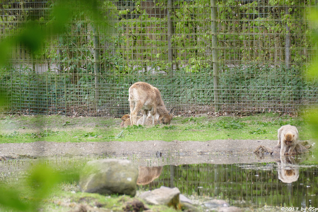 Mähnenspringer (Mähnenschaf), Berberaffe (Magot)