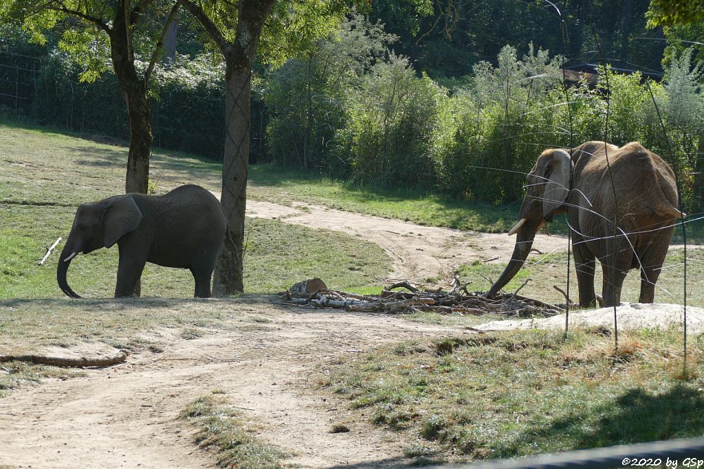 KARIBA, LILAK