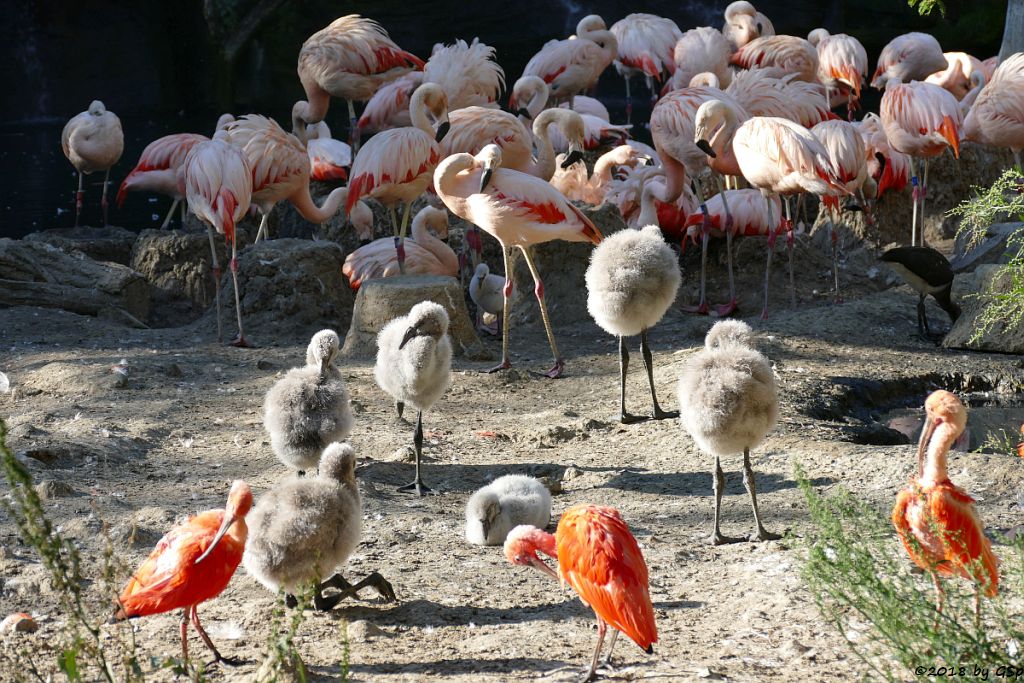 Chileflamingo (Chilenischer Flamingo), Roter Sichler (Scharlachsichler, Rotibis)