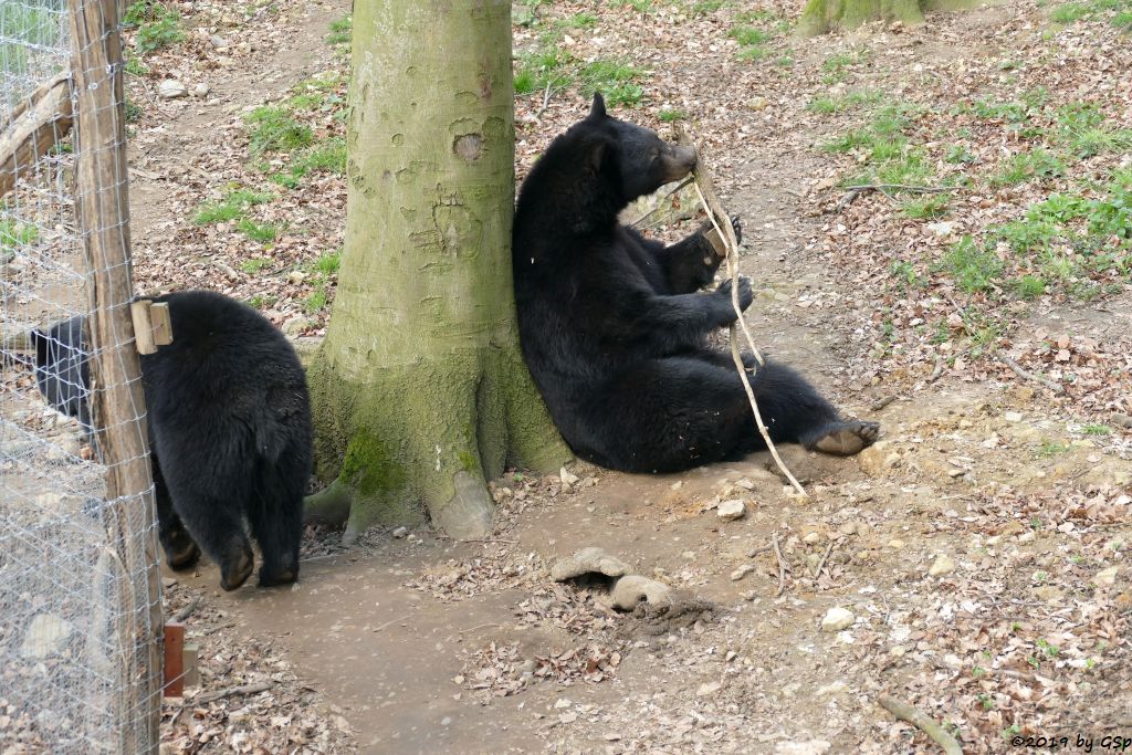 Baribal (Amerikanischer Schwarzbär)