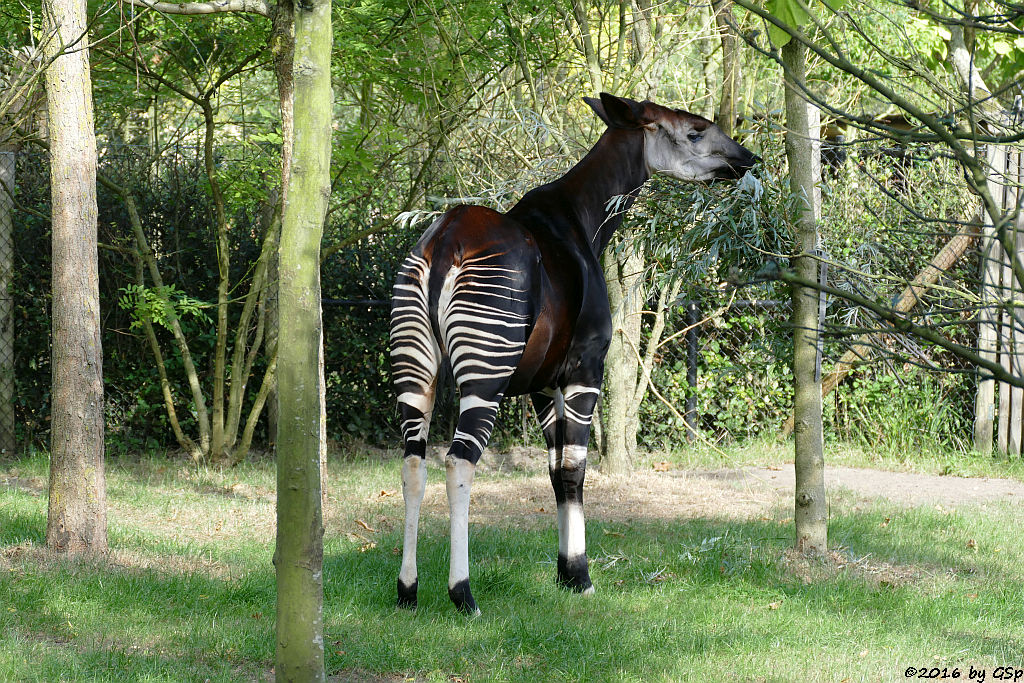 Okapi