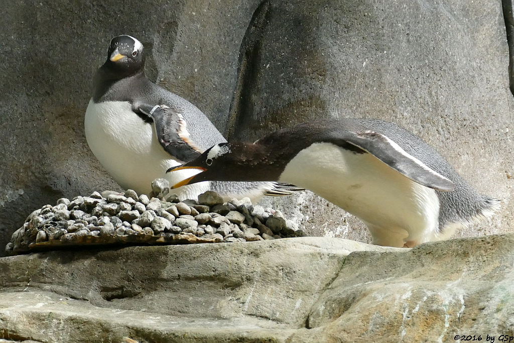 Eselspinguin