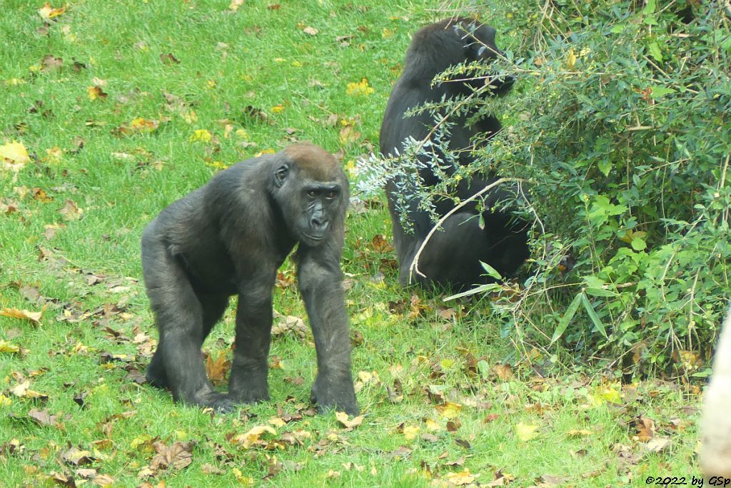 Westlicher Flachlandgorilla