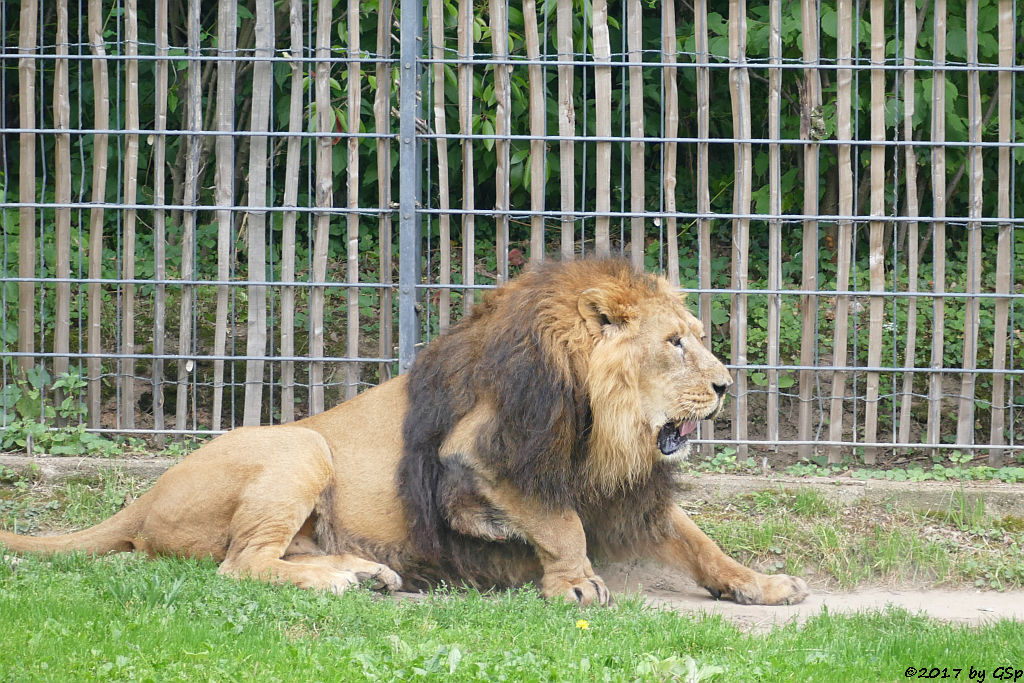 Asiatischer Löwe TEJAS