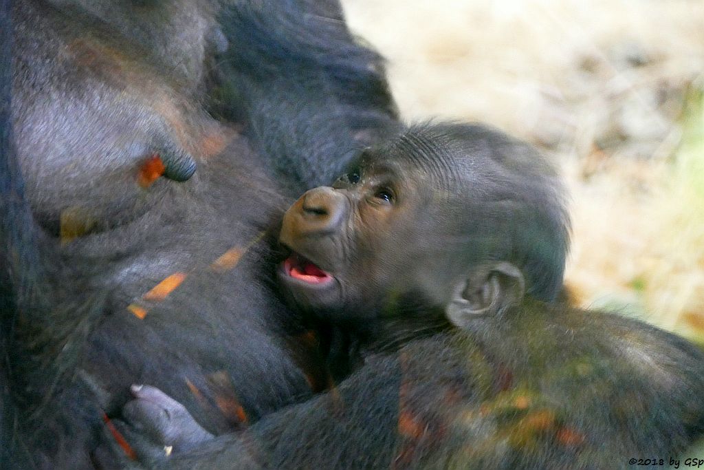 Flachlandgorilla TUANA mit Jungtier, geb. 11.1.18 (2 Wochen alt)