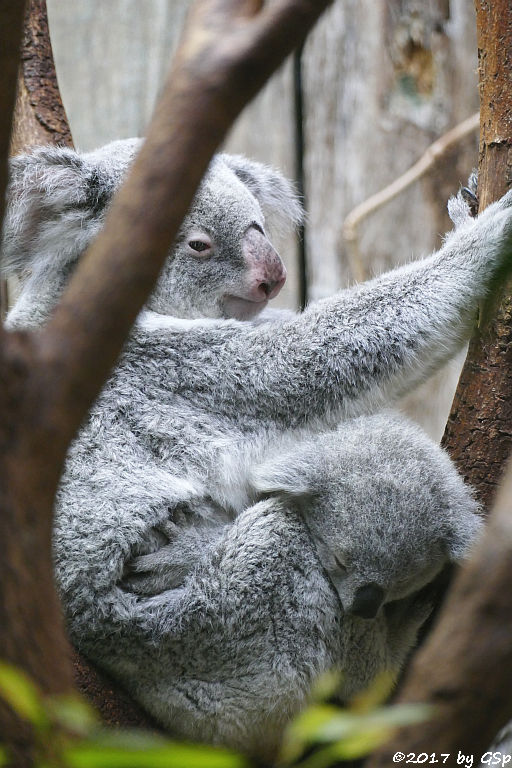 Queensland-Koala mit Jungtier RAMBOORA, geb. am 14.07.16 9 Mon. alt)