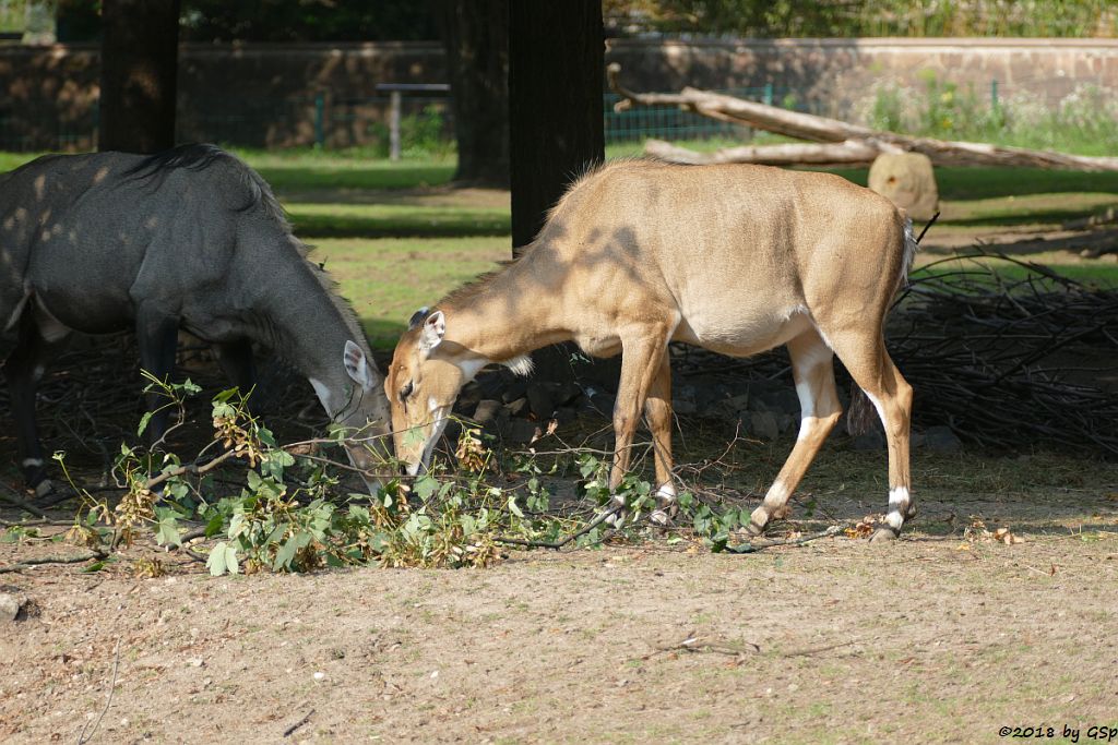 Nilgauantilope (Nilgau)