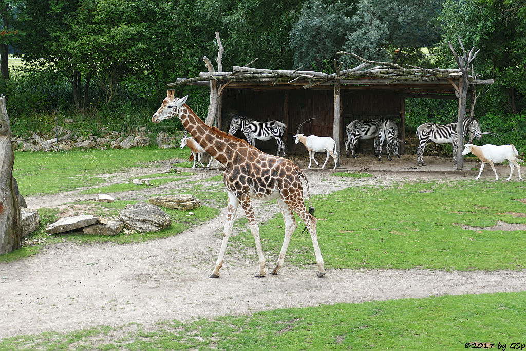 Säbelantilope, Rothschildgiraffe (Uganda-Giraffe, Baringo-Giraffe), Grévy-Zebra