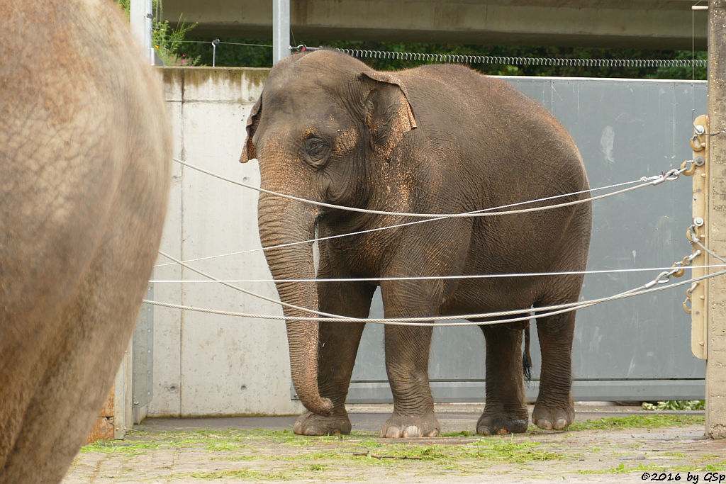 Asiatischer Elefant JENNY