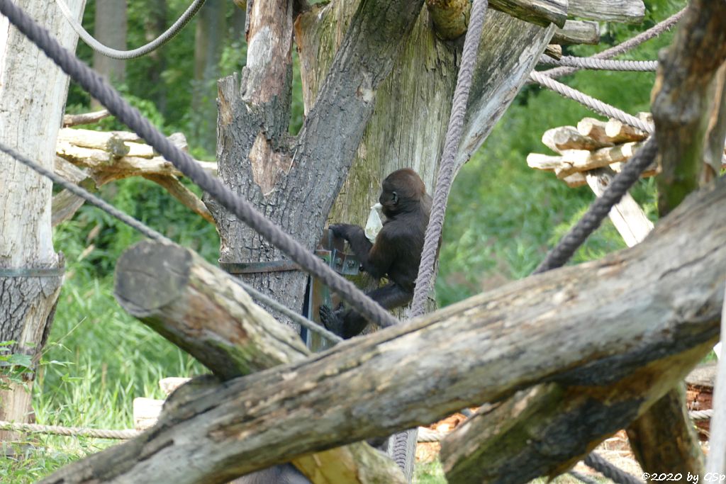 Westlicher Flachlandgorilla