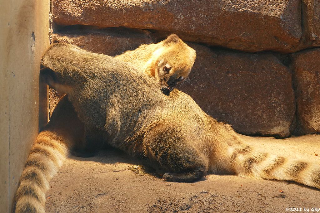 Roter Nasenbär (Gewöhnlicher Nasenbär, Südamerikanischer Nasenbär)