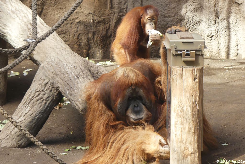 Sumatra-Orang-Utan