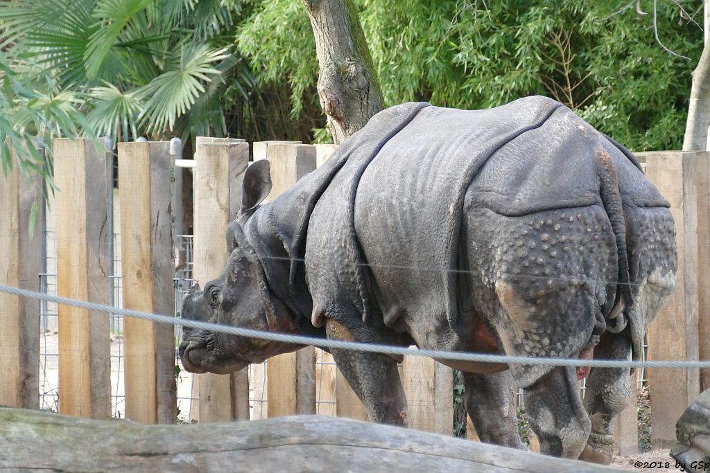 Panzernashorn (Indisches Panzernashorn)