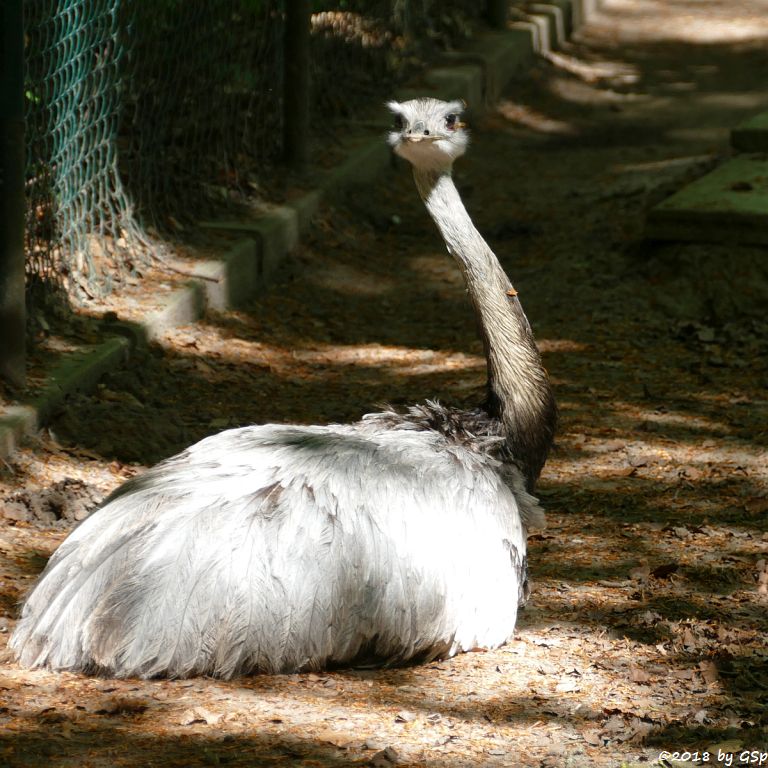 Nandu (Gewöhnlicher Nandu)