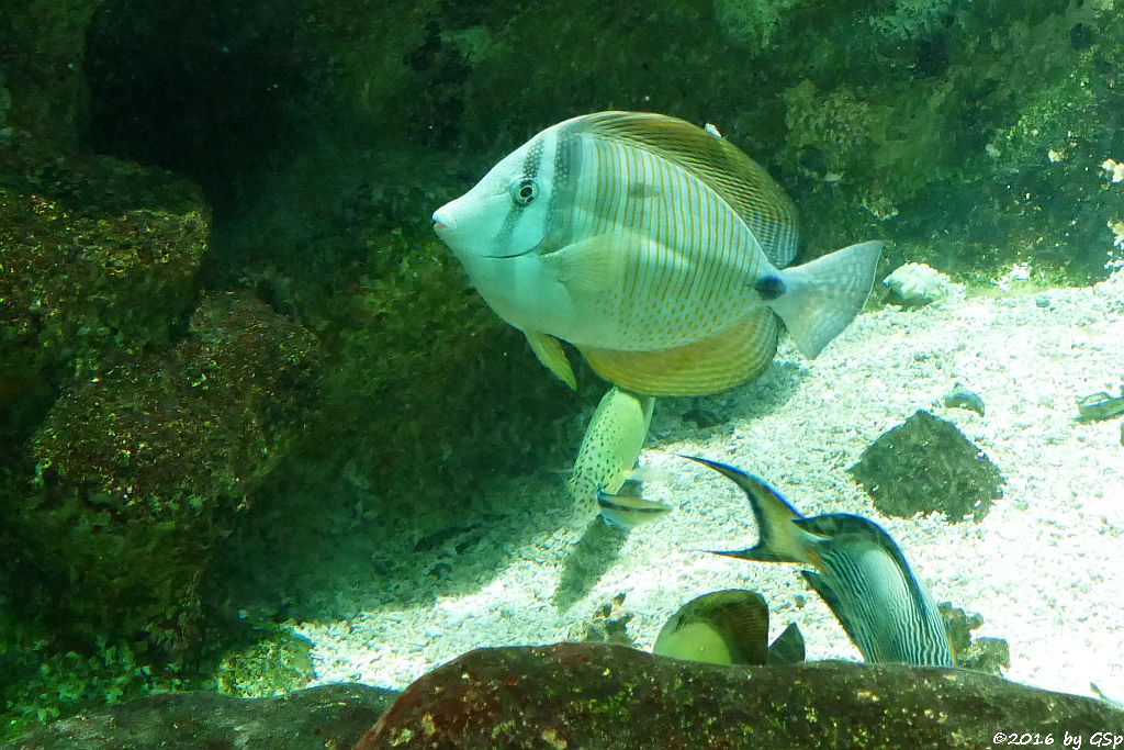 Westlicher Segelflossen-Doktorfisch (Desjardins Segeldoktorfisch, Indischer Segelflosser)