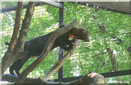 Tayra (Hyrare)