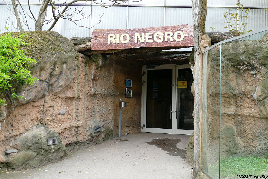 Eingang Rio Negro