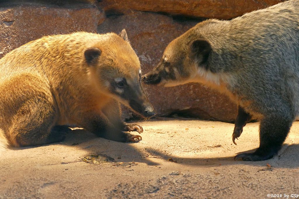 Roter Nasenbär (Gewöhnlicher Nasenbär, Südamerikanischer Nasenbär)