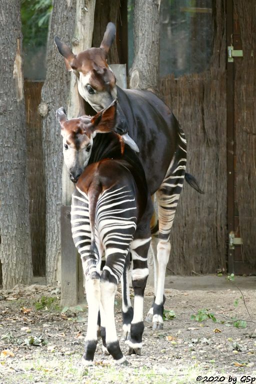 Okapi ZAWADI mit Sohn THABO, geb. 19.1.10